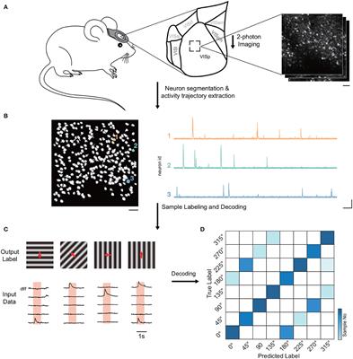 Neuron populations across layer 2-6 in the mouse visual cortex exhibit different coding abilities in the awake mice